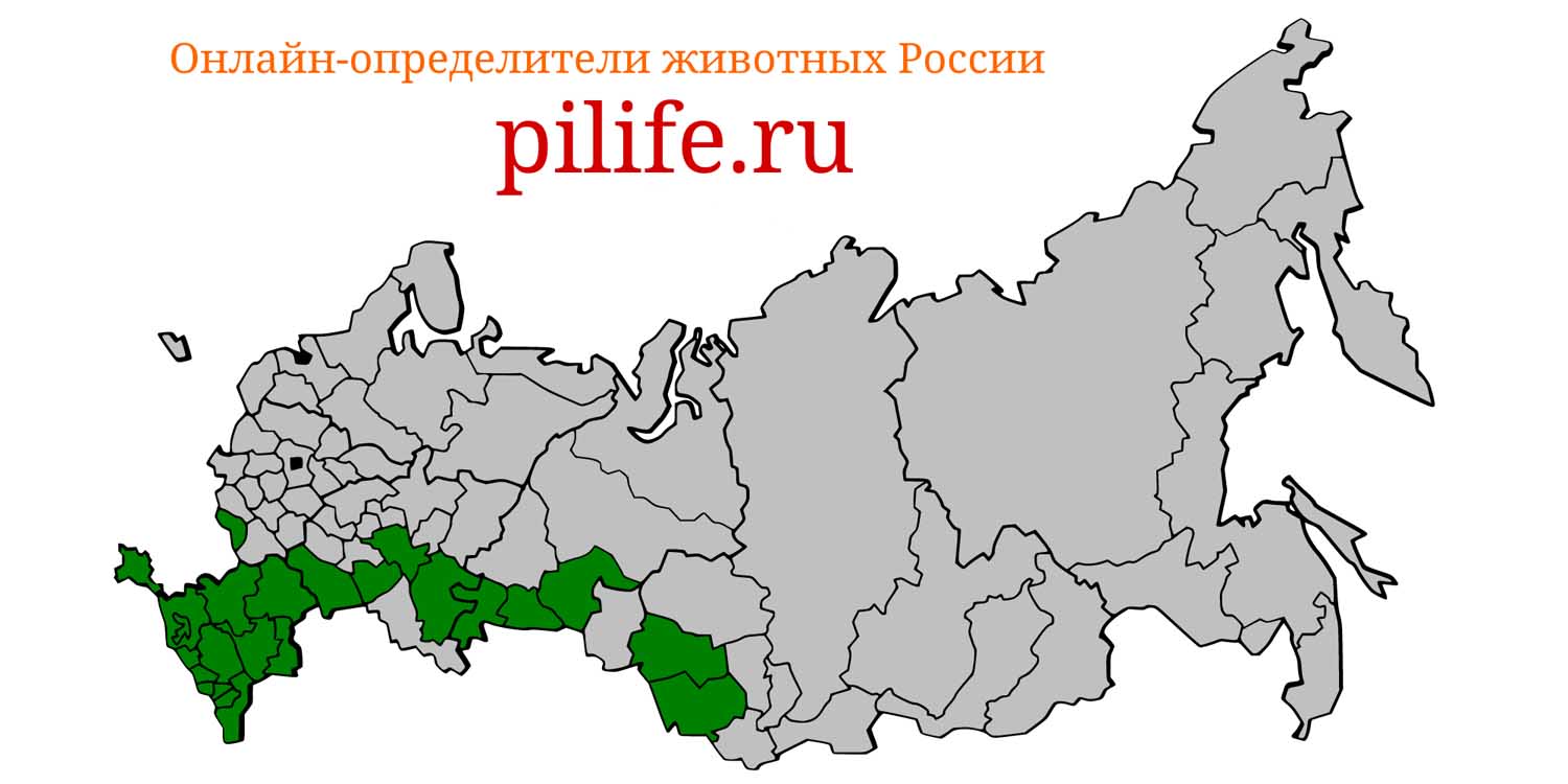Ареал обитания vipera renardi на карте России