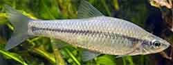 чебачок амурский (pseudorasbora parva)