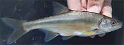 чернобровка (Acanthobrama microlepis)