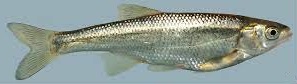 уклея куринская (Alburnus filippii)