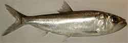 пузанок большеглазый (Alosa saposchnikowii)