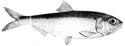 пузанок круглоголовый, аграханский (Alosa sphaerocephala)