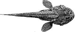 пуголовка шипоголовая (Benthophilus ctenolepidus)