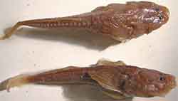 пуголовка узкоголовая каспийская (Benthophilus leptocephalus)