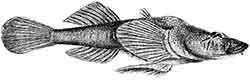 пуголовка голая, плоскорылая, плосконосая (Benthophilus leptorhynchus)