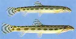 щиповка китайская (Cobitis sinensis)