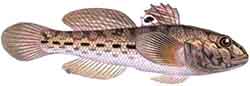 бычок тёмнопятнистый, бычок кнут пятнистый (Mesogobius nigronotatus)