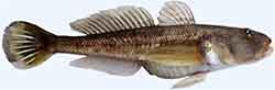 бычок глубоководный (Ponticola bathybius)