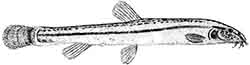 щиповка каспийская (Sabanejewia caspia)