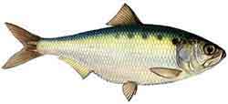 пузанок каспийско-черноморский (Alosa caspia)