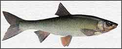 подуст терский (Chondrostoma oxyrhynchum)