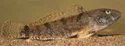 бычок Берга (Hyrcanogobius bergi)