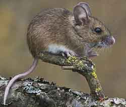 мышь европейская (Apodemus sylvaticus)
