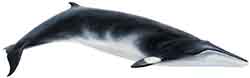полосатик малый северный (Balaenoptera acutorostrata)