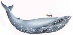 кит синий (Balaenoptera musculus)