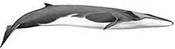 финвал (Balaenoptera physalus)