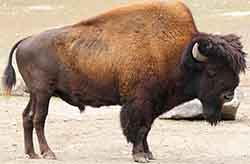 Бизон американский (Bison bison)