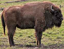 зубр (Bison bonasus)