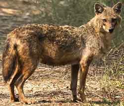 шакал (Canis aureus)