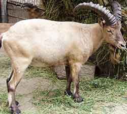 тур кубанский (Capra caucasica)