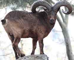 тур дагестанский (Capra cylindricornis)