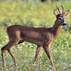 косуля европейская (Capreolus capreolus)