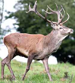 олень благородный (Cervus elaphus)