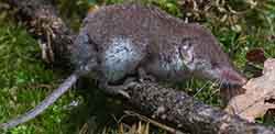 белозубка белобрюхая (Crocidura leucodon)