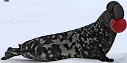 хохлач (Cystophora cristata)