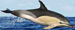 дельфин белобочка (Delphinus delphis)