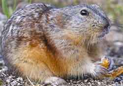 лемминг гренландский (Dicrostonyx groenlandicus)