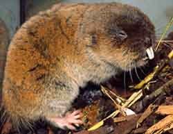слупушонка восточная (Ellobius tancrei)