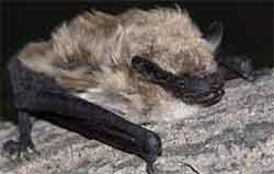 кожанок гобийский (Eptesicus gobiensis)
