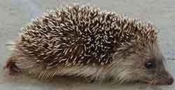 ёж амурский (Erinaceus amurensis)