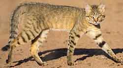 кот степной (Felis lybica)