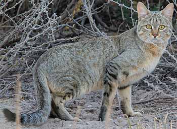кот лесной (Felis silvestris)