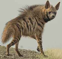 гиена полосатая (Hyaena hyaena)