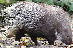 дикобраз индийский (Hystrix indica)