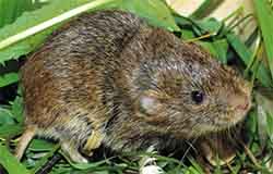 полёвка мандариновая (Lasiopodomys mandarinus)