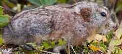 лемминг амурский (Lemmus amurensis)