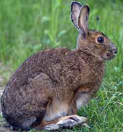заяц маньчжурский (Lepus mandshuricus)