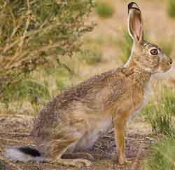 Заяц-песчаник (Lepus tibetanus)