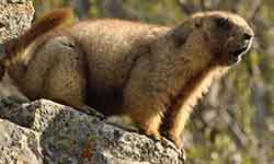 сурок серый (Marmota baibacina)