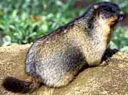 сурок черношапочный (Marmota camtschatica)