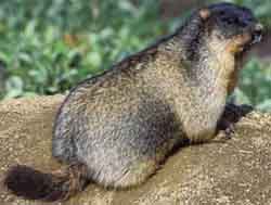 сурок монгольский (Marmota sibirica)