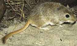 песчанка полуденная (Meriones meridianus)