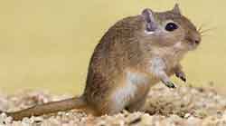 песчанка монгольская (Meriones unguiculatus)