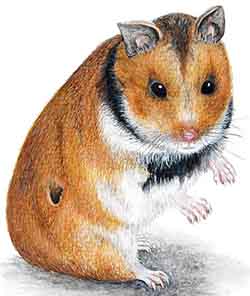 хомяк Брандта (Mesocricetus brandti)