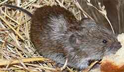 полёвка кустарниковая (Microtus majori)