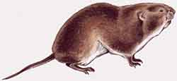 полёвка сахалинская (Microtus sachalinensis)